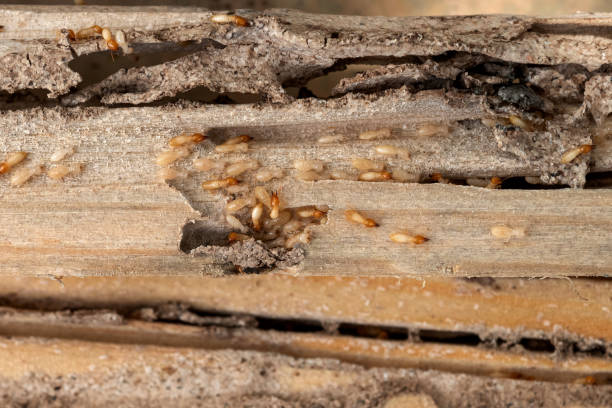 Best Affordable Pest Control Services  in Ata, OK
